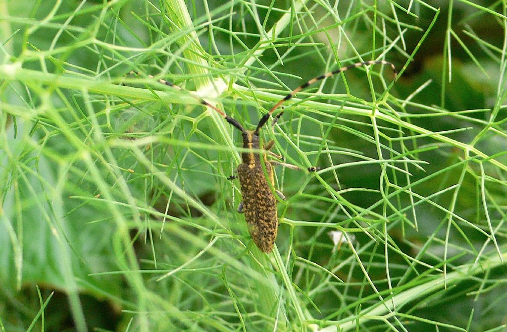 Agapanthia sicula ssp. malmerendii